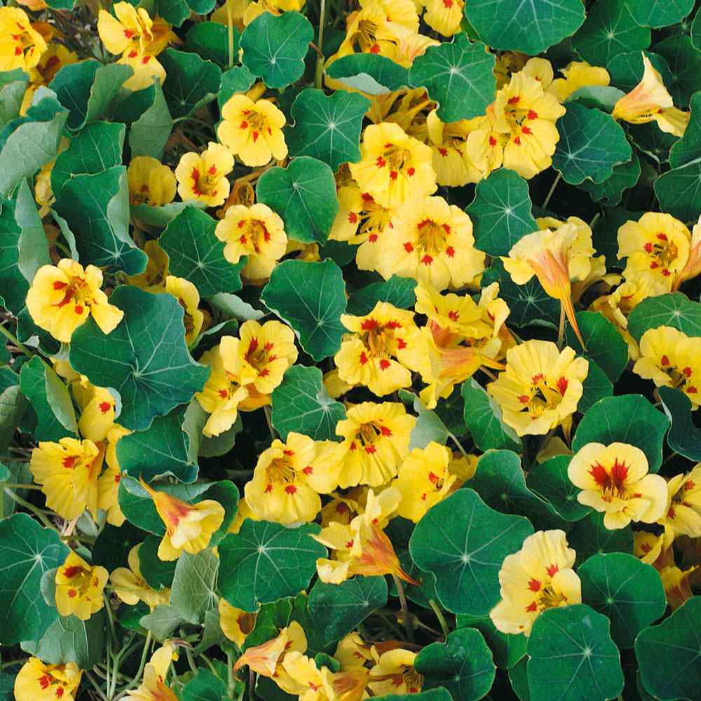 Tropaeolum Nasturtium Peach Melba Vining Flower Seeds