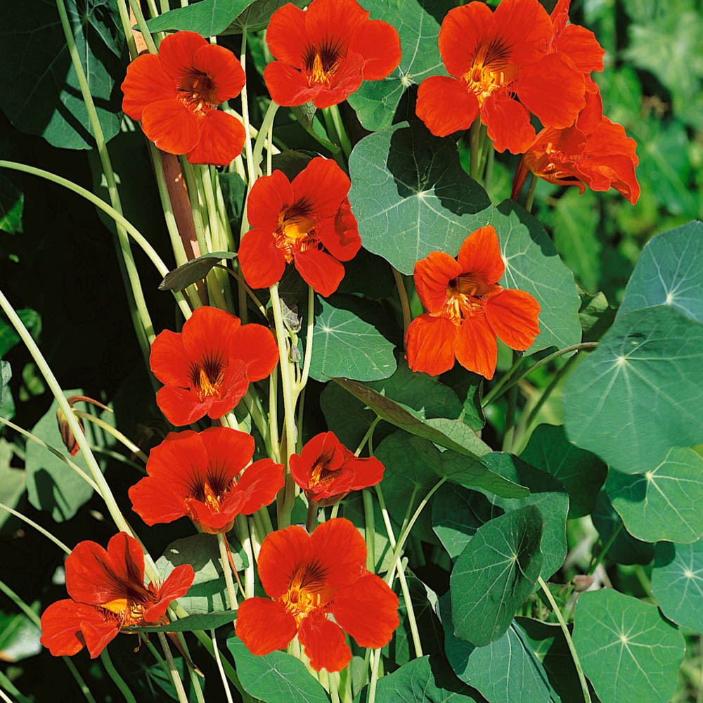 Nasturtium Seeds - Climbing Spitfire Flower Seed