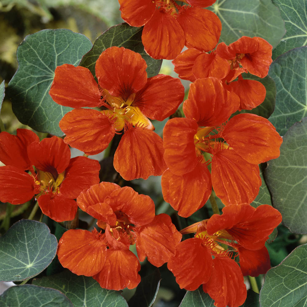 Nasturtium Seed Vesuvius Flowering Climbing Vine Seeds