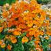 Nemesia Orange Garden Flowers