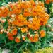 Nemesia Orange Container Flowers