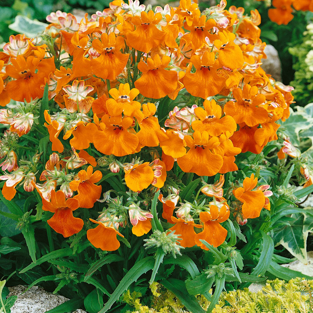 Vibrant Tender Perennial