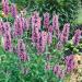 Catmint Pink Flower Seed