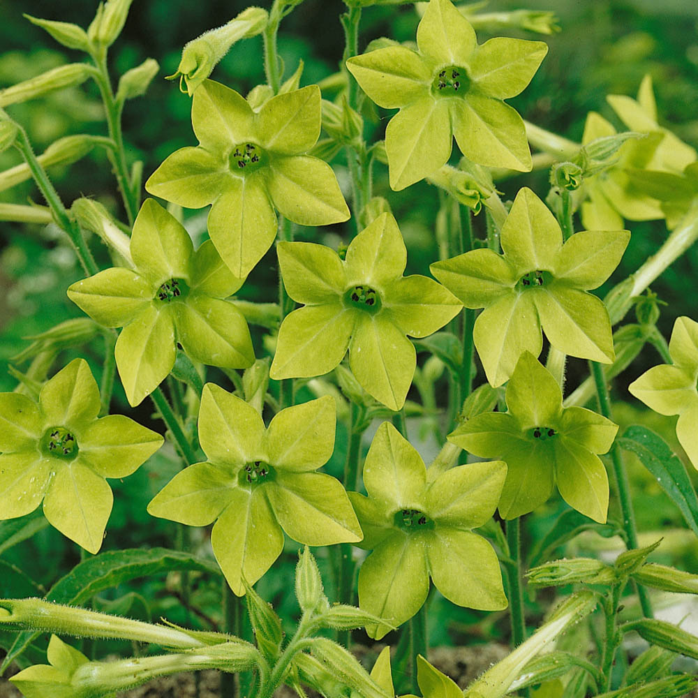 Flowering Tobacco Lime Foliage