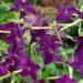 Nicotiana Perfume Deep Purple