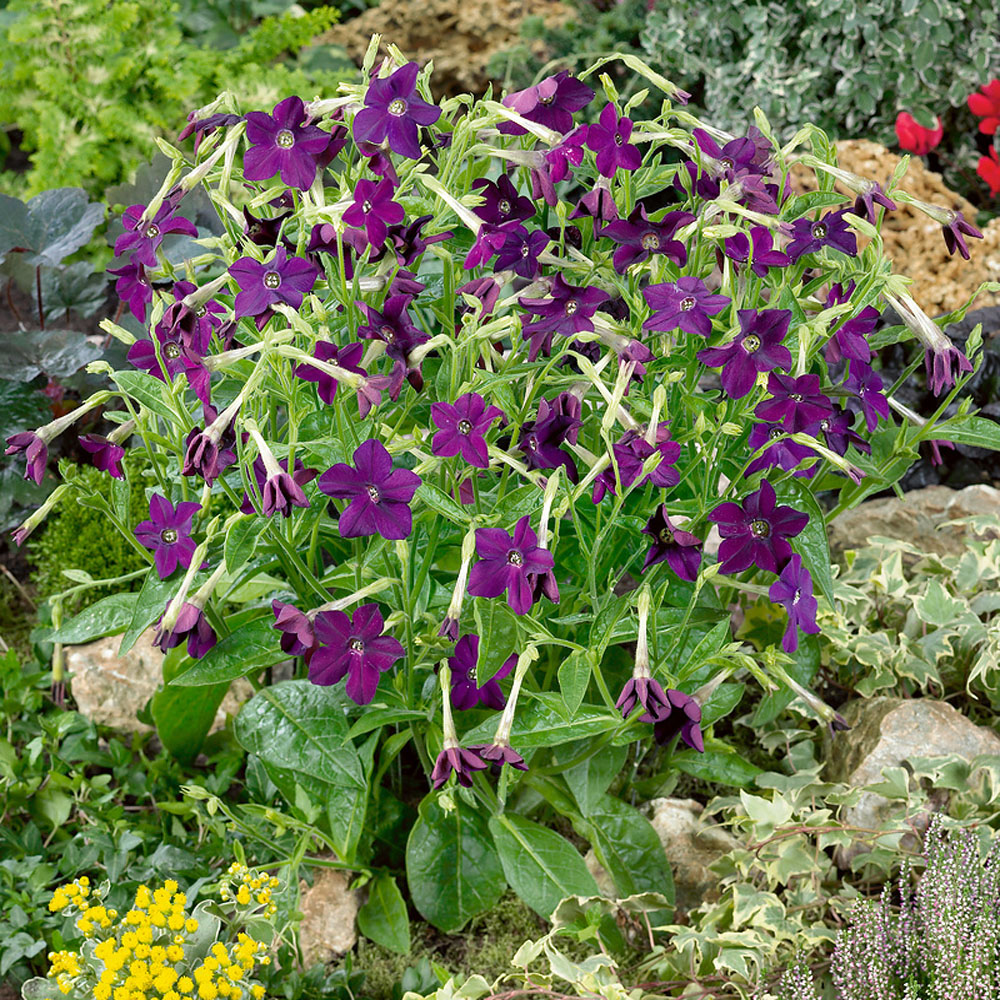 Nicotiana x Sandrea Perfume Deep Purple Fragrant Flower Seeds