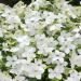 Nicotiana Perfume White Flowers