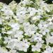 Flowering Tobacco White