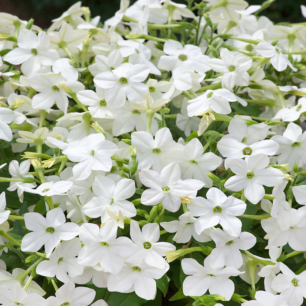Nicotiana Perfume White Flowers