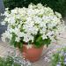 Flowering Tobacco Perfume White Flowers