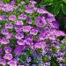 Nierembergia Purple Robe Ground Cover