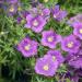 Nierembergia Purple Robe Garden Plant