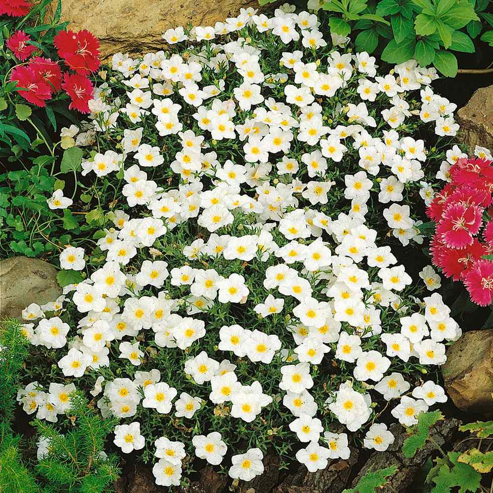 Nierembergia White Robe Flowers