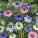 Nigella Flower Seed Mix