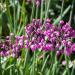 Nodding Pink Onion Garden Plant