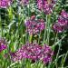 Allium Cernuum Nodding Pink Onion