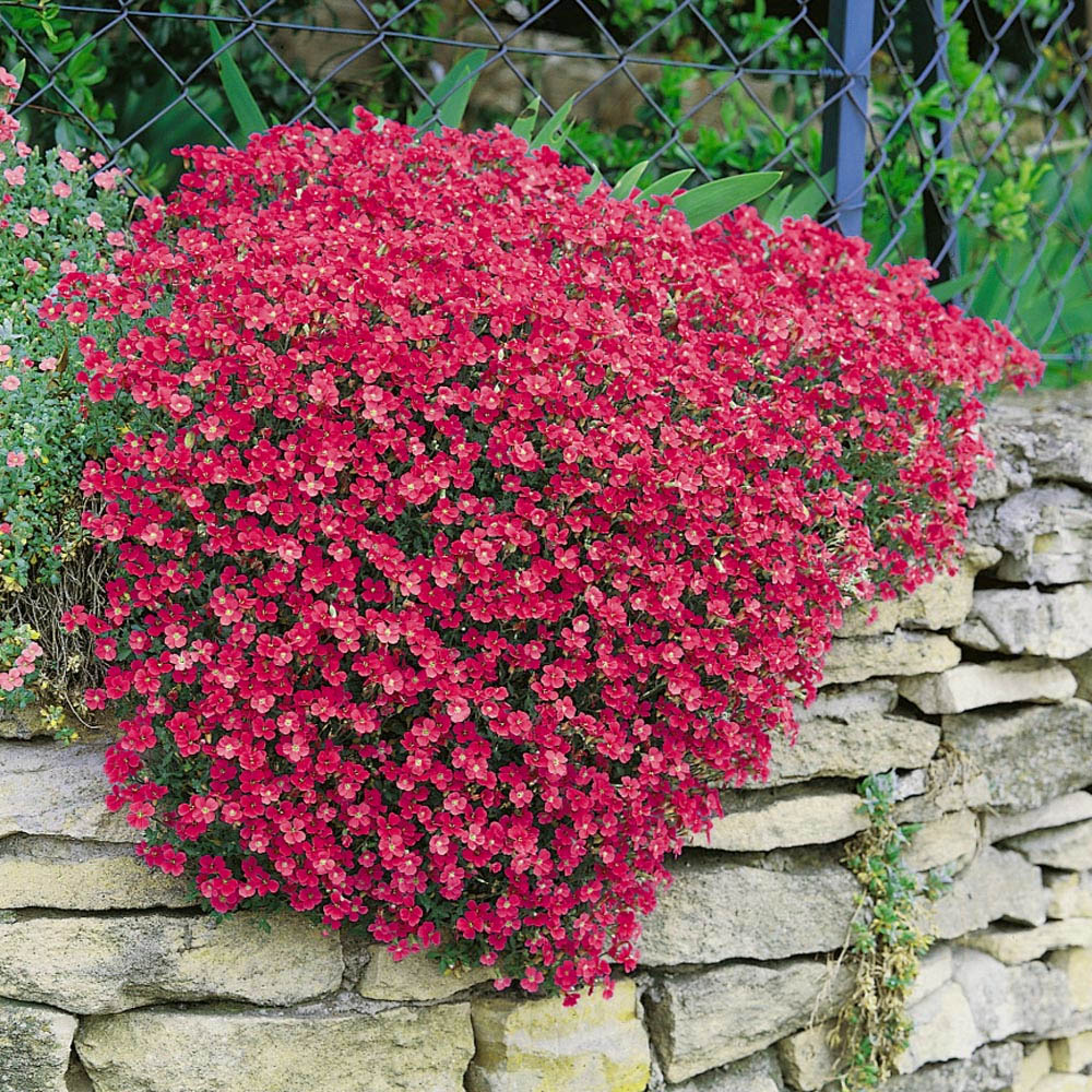 Aubrieta Rock Cress Cascade Red Ground Cover Plants