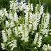 Obedient Plant White