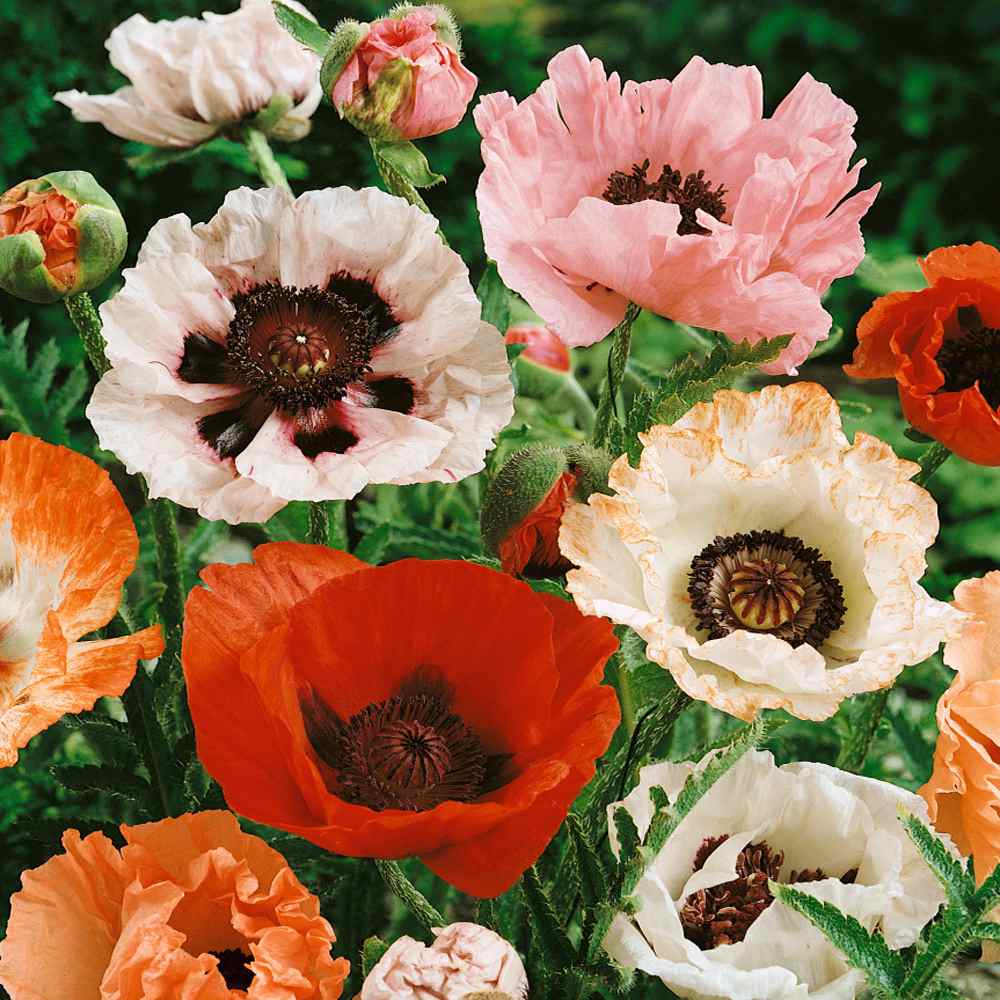 Outsidepride Orientale Poppy