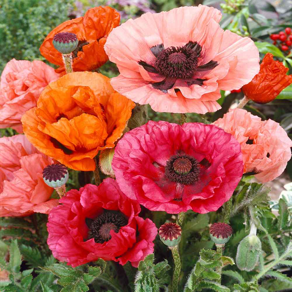 Poppy Seeds | Orientale Mix