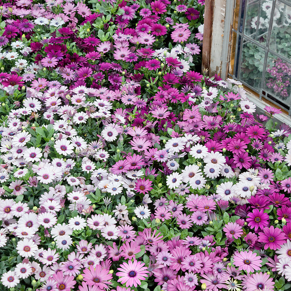 Drought Tolerant African Daisy Osteospermum Akila Flower Seed Plant Mix