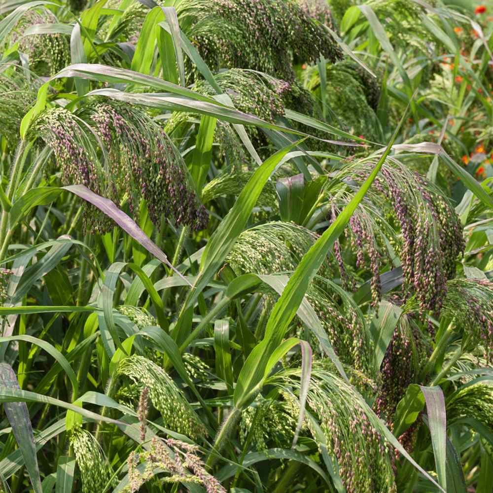 Panicum Violaceum Grass