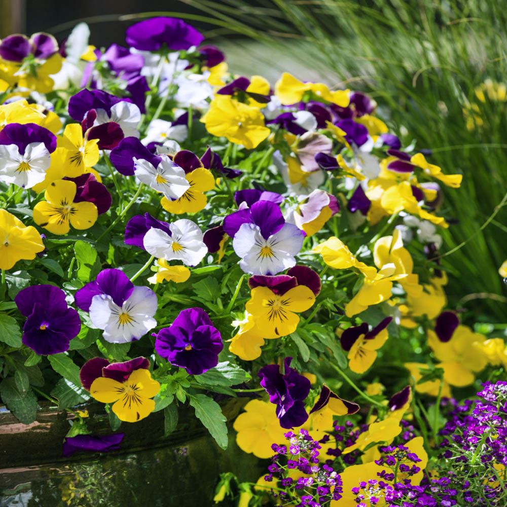 Pansy Cool Wave Garden Flower Mix