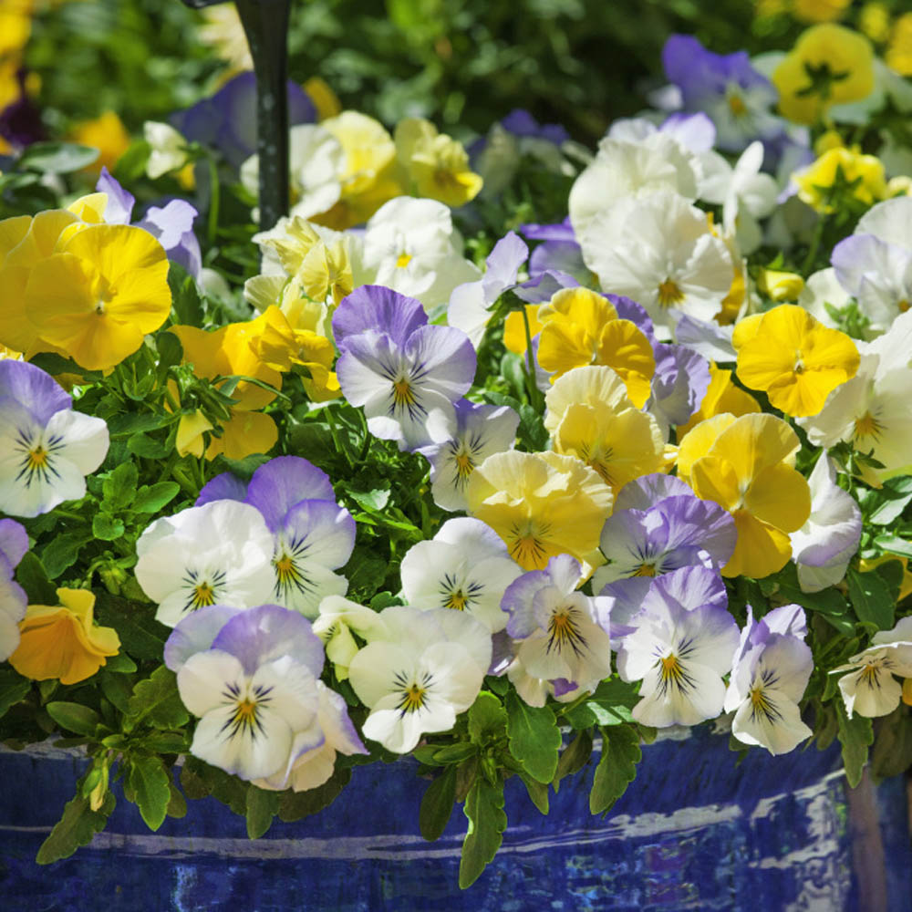 Pansy Cool Wave Pastel Flower Mixture