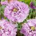 Papaver somniferum Candy Floss Garden Flowers