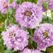 Opium Poppy Candy Floss Garden Flowers