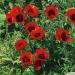 Papaver Orientale Livermere Flowers