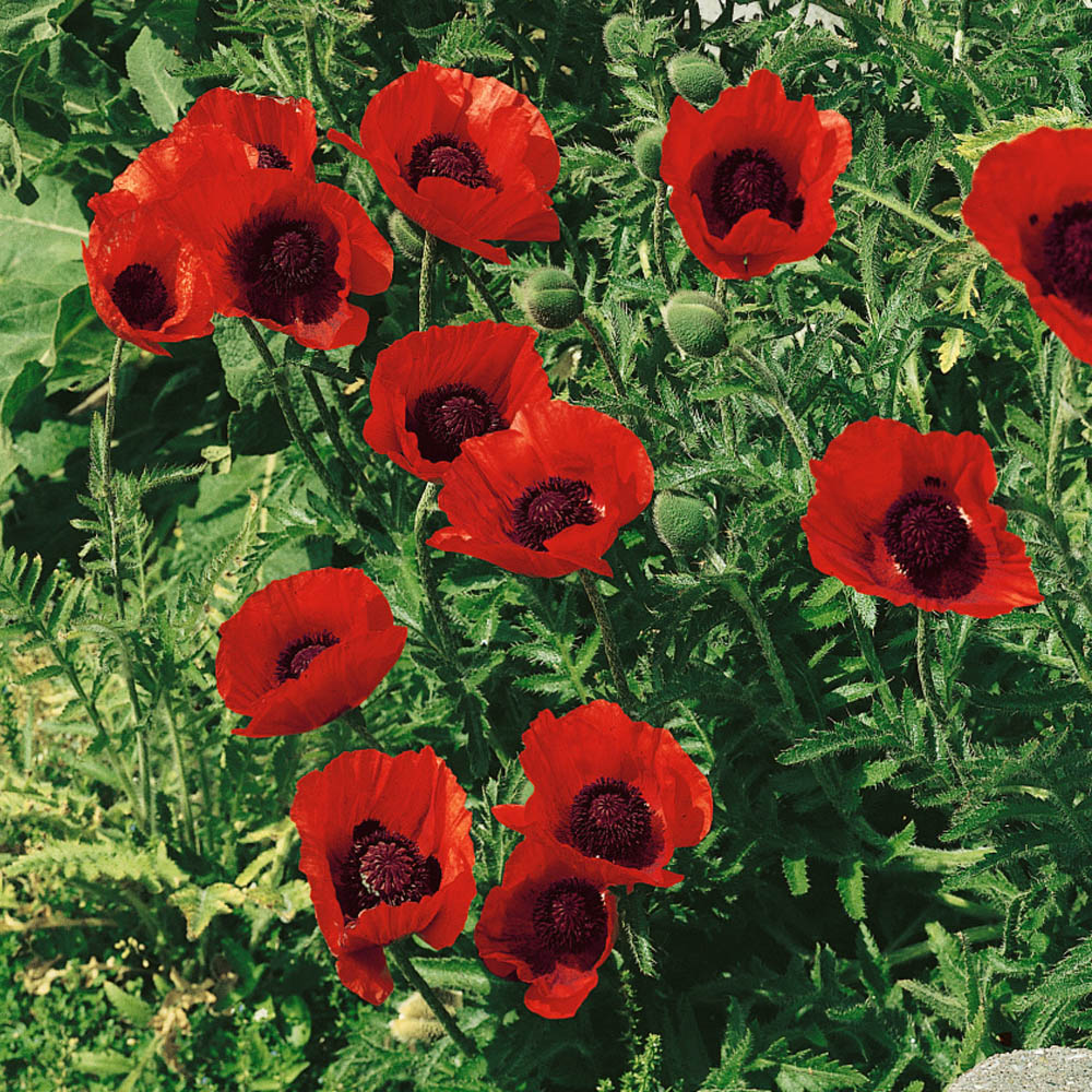 Papaver Orientale Livermere Flowers