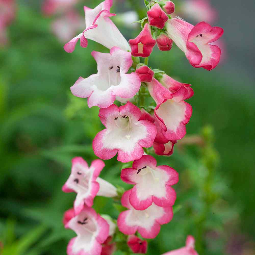 Penstemon Appleblossom Flower Seeds