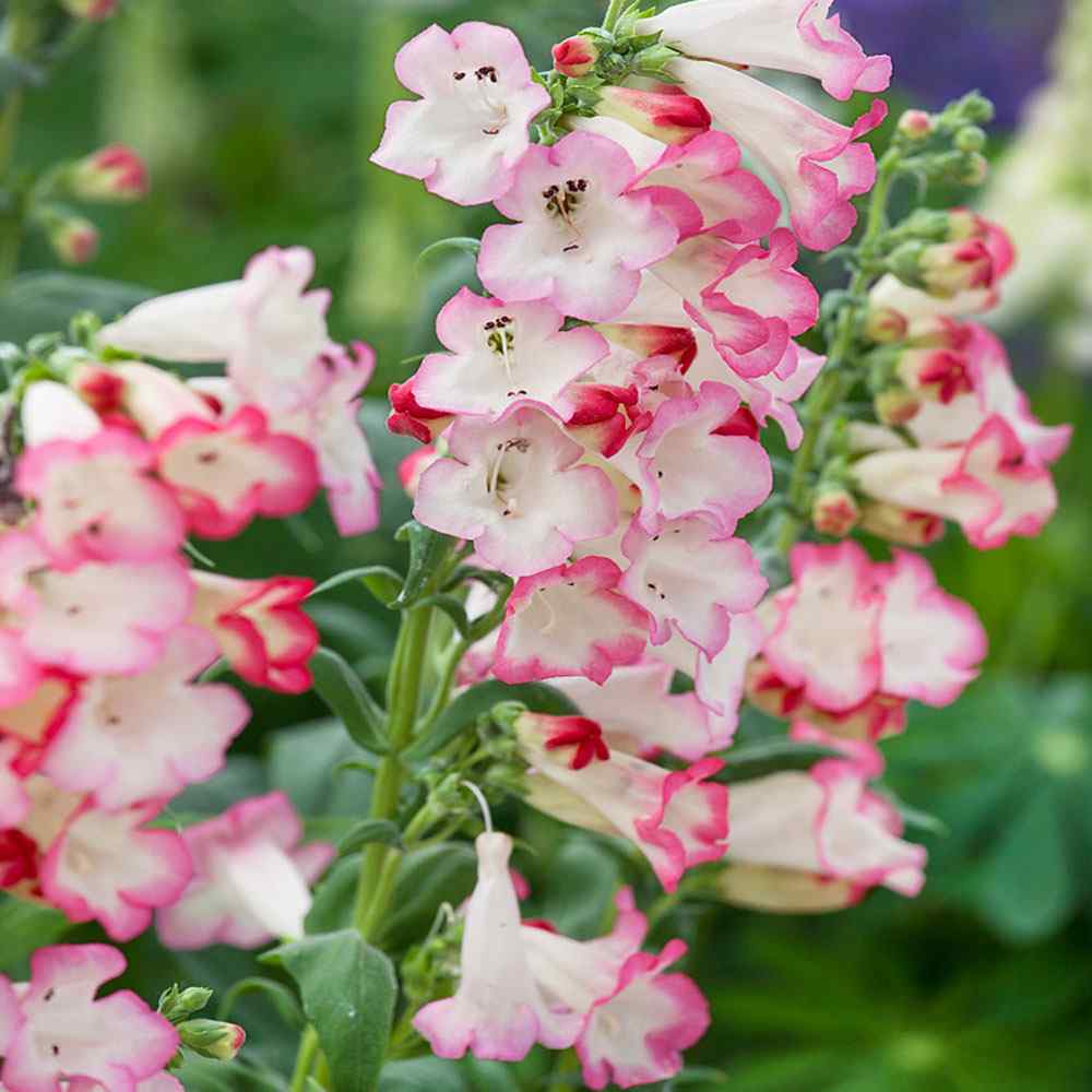 Penstemon Appleblossom Flowers