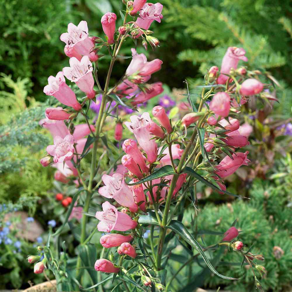 Penstemon Appleblossom Garden Plants