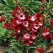 Penstemon Hartwegii Scarlet Garden Flowers