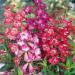 Penstemon Hartwegii Garden Flowers