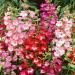 Penstemon Hartwegii Flowers