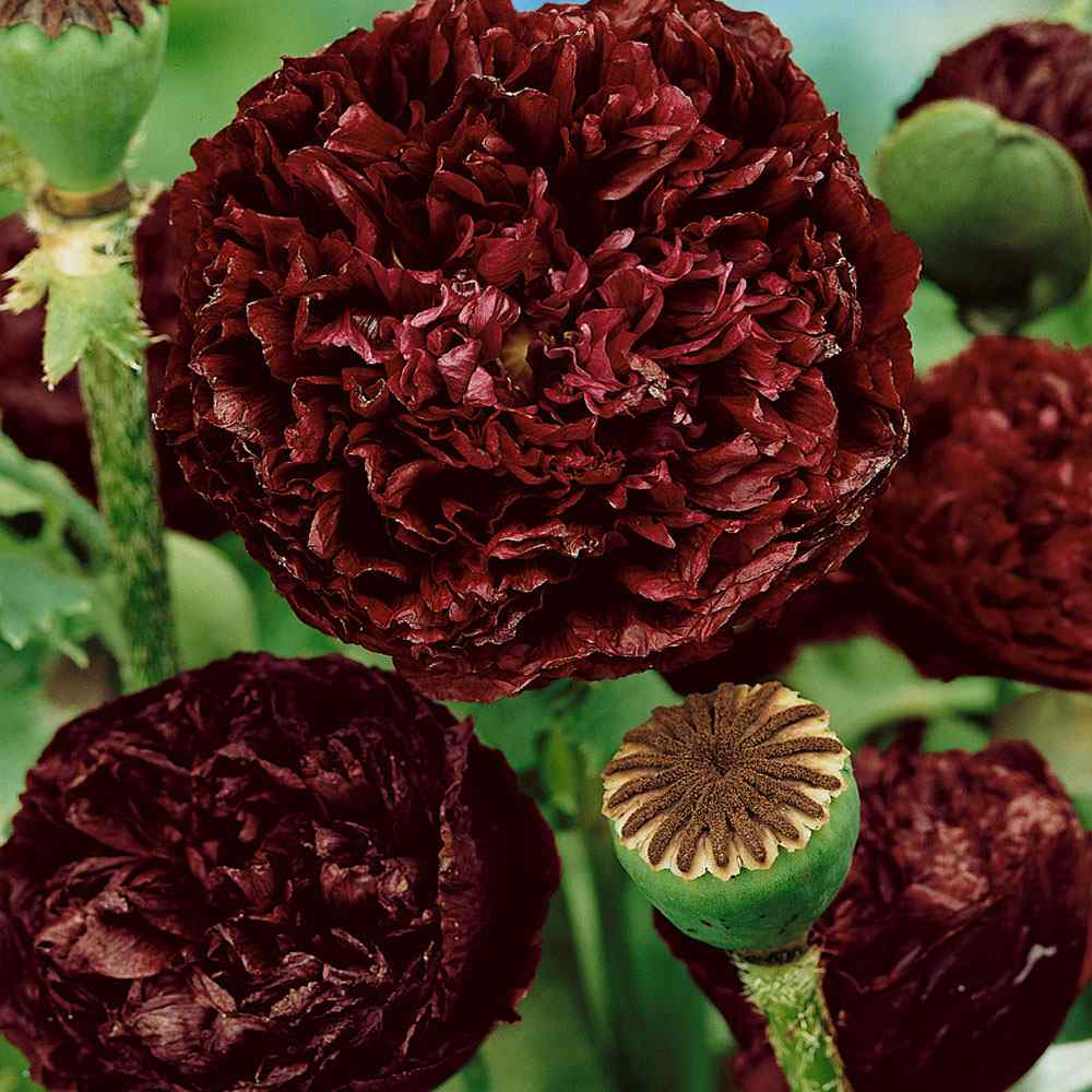 Peony Seeds 200+ Mixed Color Peony Poppy Seeds Black, Purple, Pink Poppy Peony Seeds - Giant Double Flower Seeds