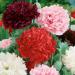 Peony Double Flower Mix