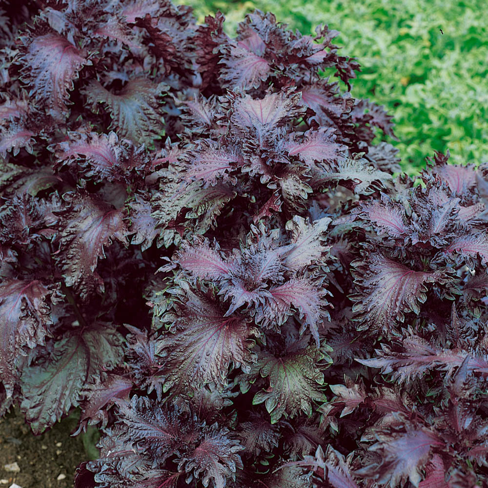 Perilla Frutescens - Plant Herb