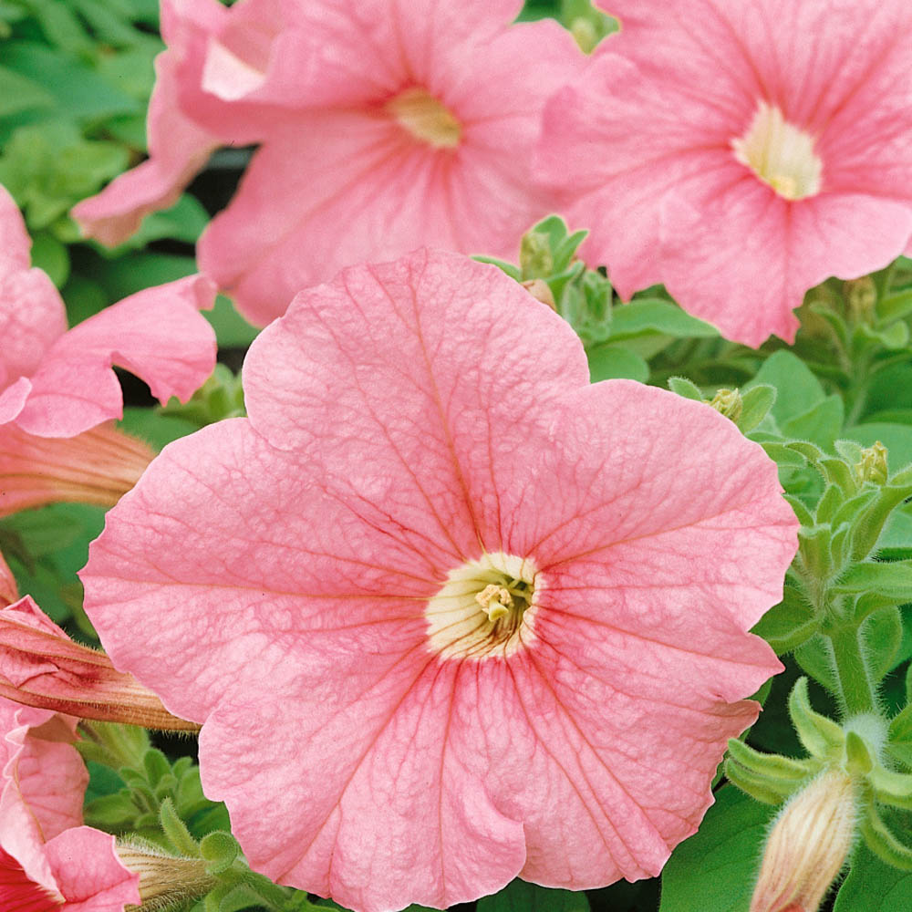 Petunia Grandiflora Seeds Salmon Petunia Flower Seed