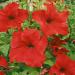 Petunia Red Flowers