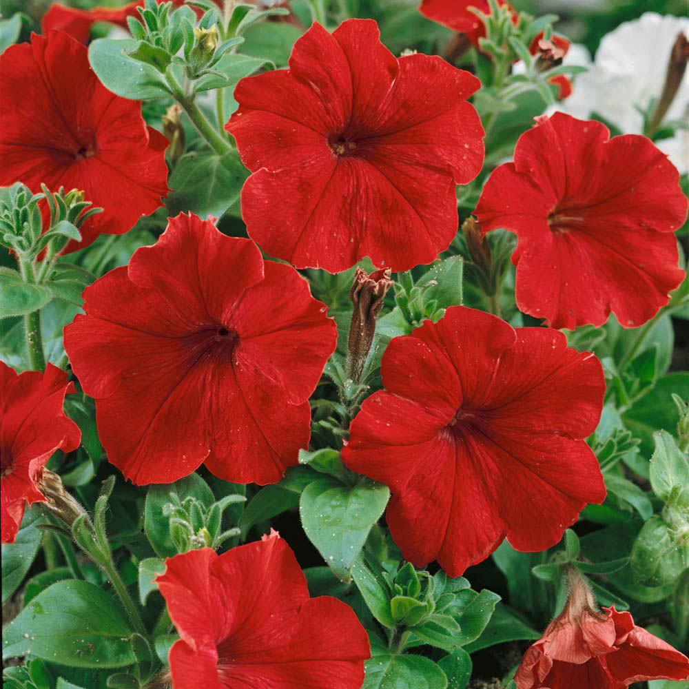 Image of Petunia red flower