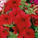 Petunia Multiflora Red Garden Flowers