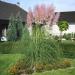 Pink Pampas Ornamental Decorative Plants