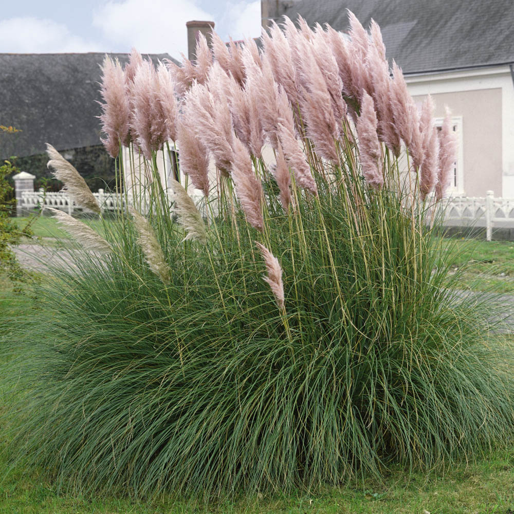 Outsidepride Pampas Grass Seeds - Pink - 1000 Seeds