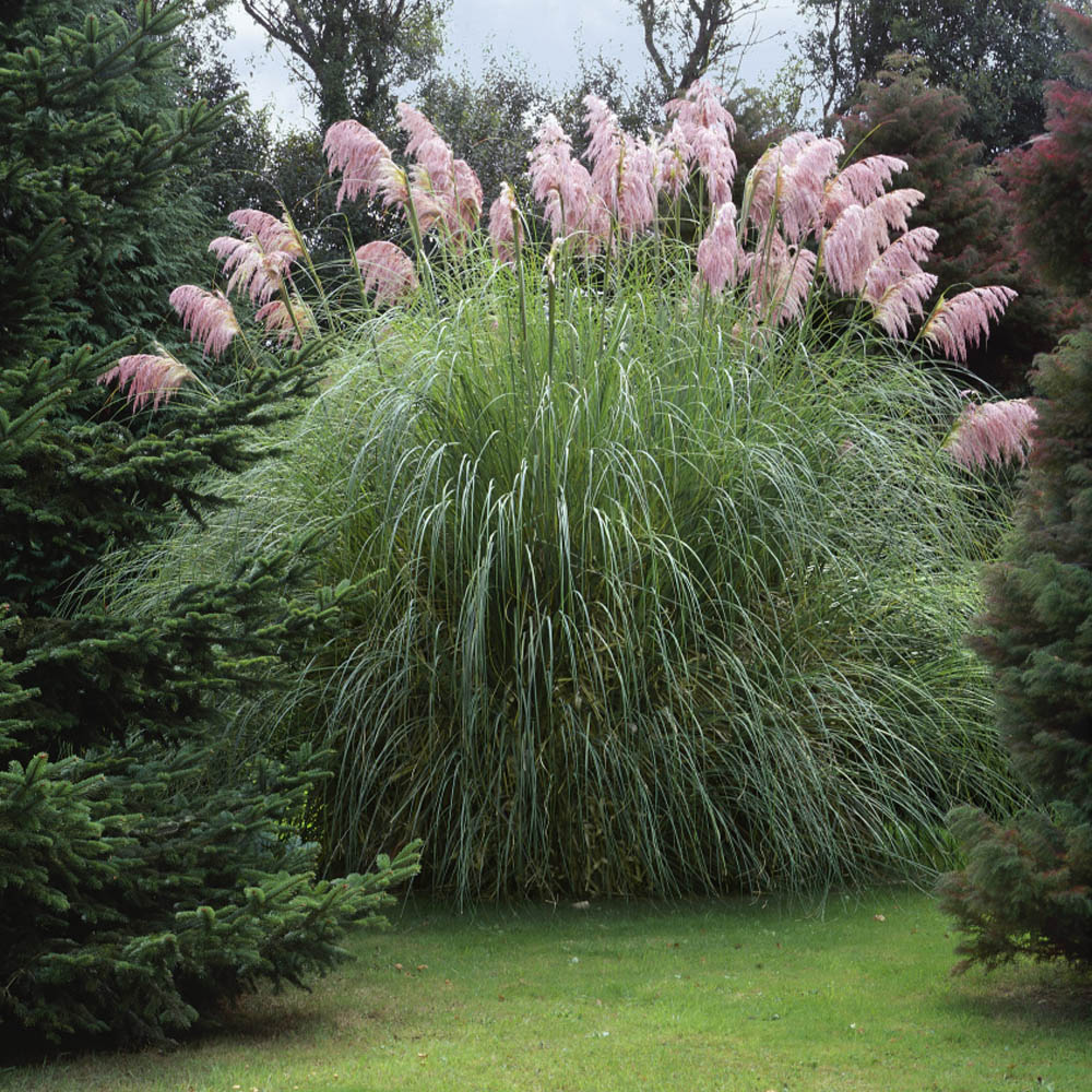 Pink Feather Pampas Grass