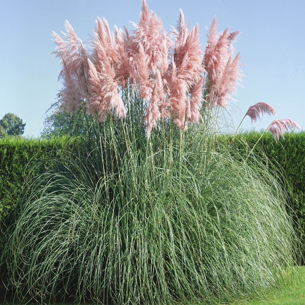 Outsidepride Pampas Grass Seeds - Pink - 2000 Seeds