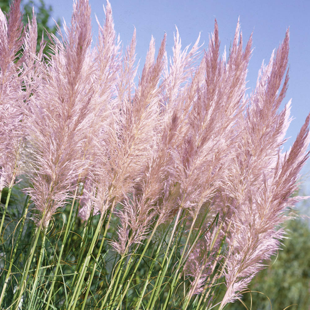 Outsidepride Pampas Grass Seeds - Pink - 2000 Seeds